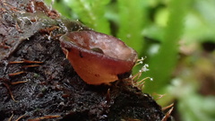 Auricularia auricula-judae
