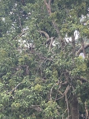 Rhipidura fuliginosa