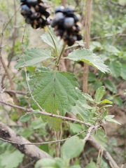 Lantana camara
