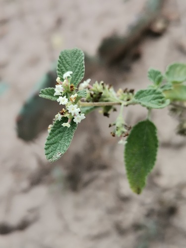 Lippia origanoides