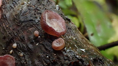 Auricularia auricula-judae