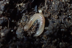 Blaniulus guttulatus