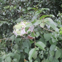 Oecophylla longinoda