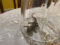 Hemidactylus platyurus