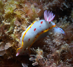 Hypselodoris bennetti