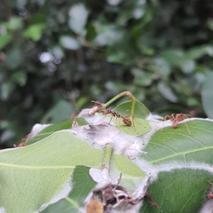 Oecophylla longinoda