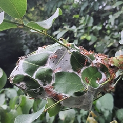 Oecophylla longinoda