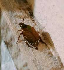 Scarabaeidae