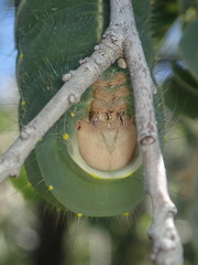 Antheraea oculea
