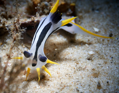 Polycera capensis