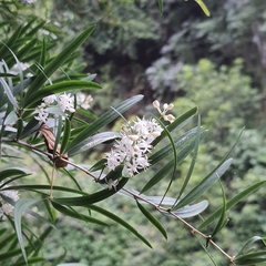 Asparagus falcatus