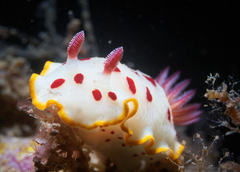 Goniobranchus splendidus