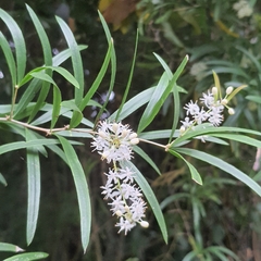Asparagus falcatus