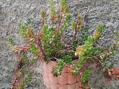 Sedum × rubrotinctum