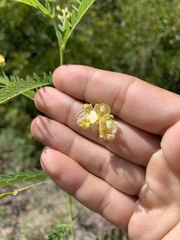 Sesbania vesicaria
