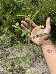 Sesbania vesicaria