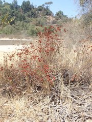 Eriogonum fasciculatum polifolium