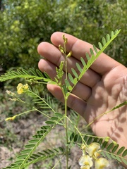Sesbania vesicaria