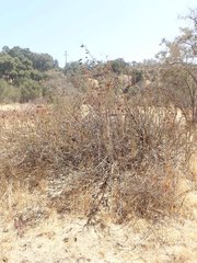 Eriogonum fasciculatum polifolium