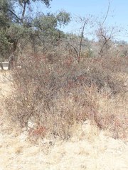Eriogonum fasciculatum polifolium