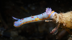 Hypselodoris bennetti