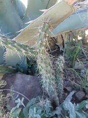 Cylindropuntia