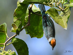 Stilpnia vitriolina