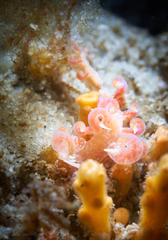 Phyllodesmium poindimiei