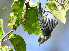 Stilpnia vitriolina