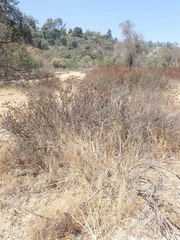 Eriogonum fasciculatum polifolium