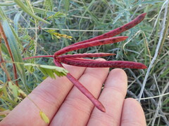Desmanthus velutinus