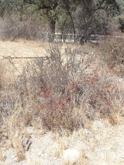 Eriogonum fasciculatum polifolium