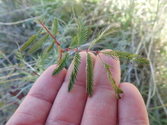 Desmanthus velutinus