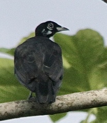 Gymnoderus foetidus