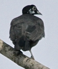 Gymnoderus foetidus