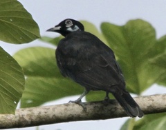Gymnoderus foetidus