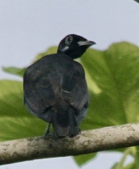 Gymnoderus foetidus