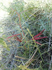 Desmanthus velutinus