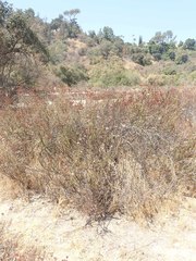 Eriogonum fasciculatum polifolium