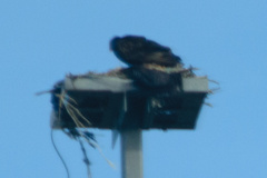Cathartes aura