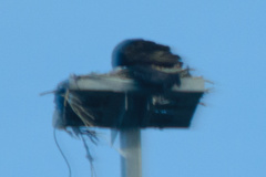 Cathartes aura