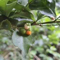 Erythrococca berberidea