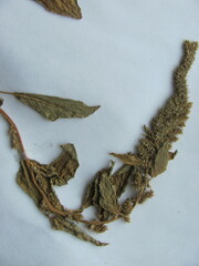 Amaranthus hybridus