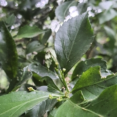 Erythrococca berberidea