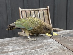 Nestor notabilis