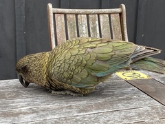 Nestor notabilis