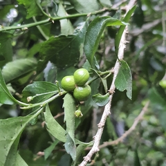 Erythrococca berberidea