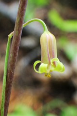 Anticlea occidentalis