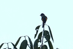 Pericrocotus solaris