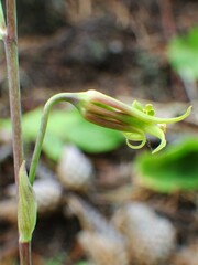 Anticlea occidentalis